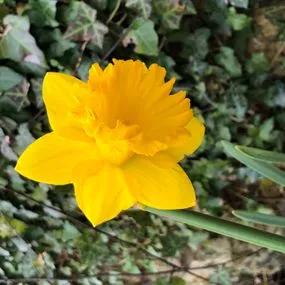 Daffodil Best Seller 2018-04-06_12-45-03_IMG_1034